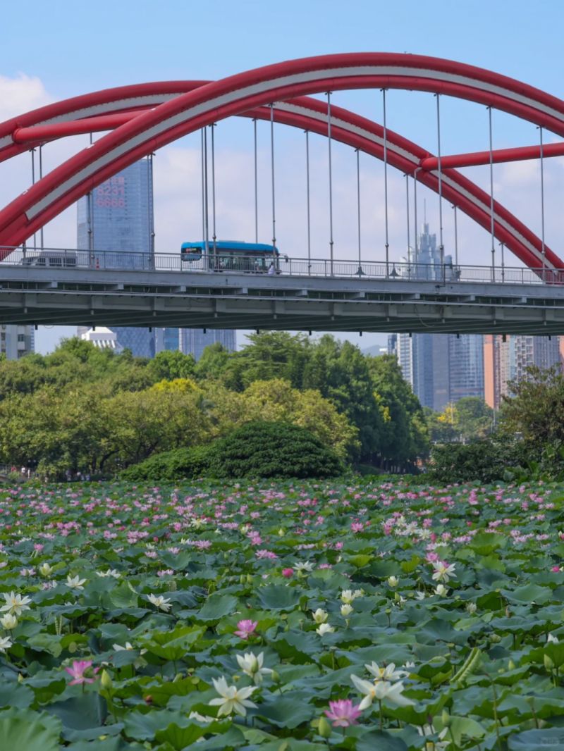 花展时间+地点+门票+活动亮点开元棋牌app2025深圳荷